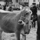 viehausstellung hittisau33_jpg-1319785220
