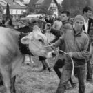 viehausstellung hittisau37_jpg-1319785224
