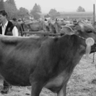viehausstellung hittisau38_jpg-1319785225