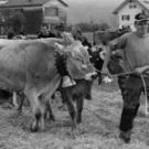 viehausstellung hittisau41_jpg-1319785228