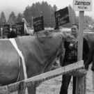 viehausstellung hittisau43_jpg-1319785230