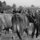 viehausstellung hittisau45_jpg-1319785232