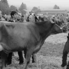 viehausstellung hittisau52_jpg-1319785244