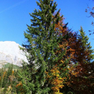 Bilder aus dem Pongau