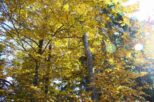 normal_281011herbstgmaktivnews09.JPG