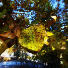 normal_281011herbstgmaktivnews23.JPG