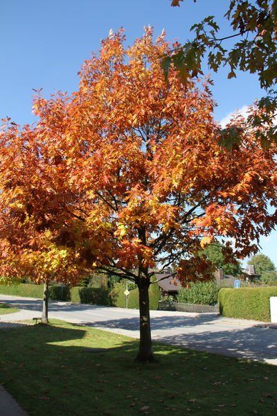 normal_28_10_2011fmt_herbst_fm_05.jpg