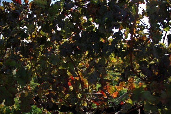 normal_28_10_2011fmt_herbst_fm_08.jpg