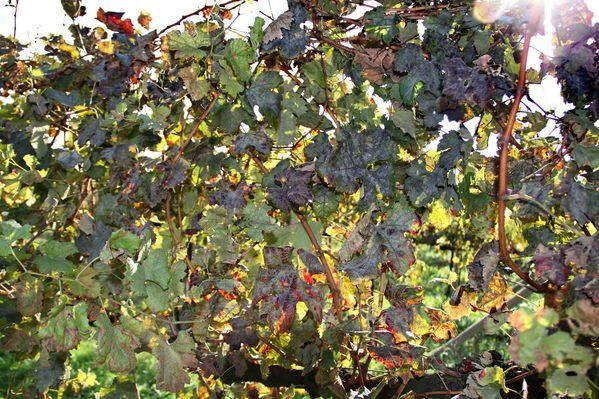normal_28_10_2011fmt_herbst_fm_09.jpg