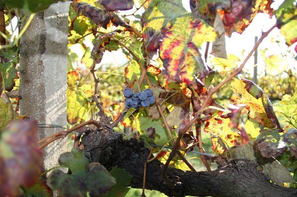 normal_28_10_2011fmt_herbst_fm_11.jpg