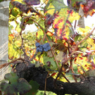 normal_28_10_2011fmt_herbst_fm_11.jpg