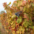 normal_28_10_2011fmt_herbst_fm_19.jpg