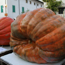 normal_28_10_2011fmt_herbst_fm_24.jpg
