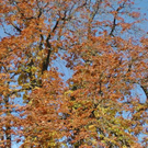 normal_28102011hellbrunnwm2aktivnews_06.JPG