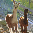 Tierbabys im Zoo