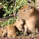 ZooSBG_Capybara_Nachwuchs.jpg
