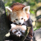 ZooSBG_RoterPanda_Nachwuchs_Klettern.jpg