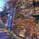 KOE_Wandertipp Alpwegkopfhaus 13_jpg-1319969785