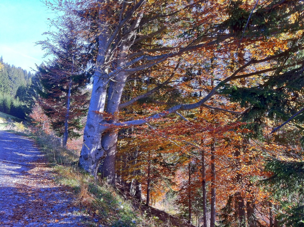 KOE_Wandertipp Alpwegkopfhaus 13_jpg-1319969785