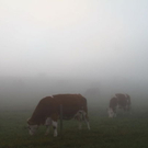 Bilder vom Haunsberg