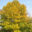 IMG_0927_JPG-1320050209