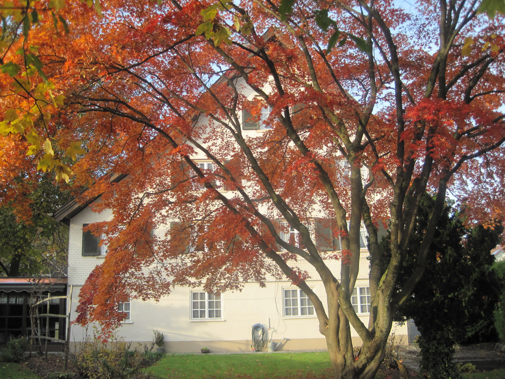 IMG_0942_JPG-1320049620