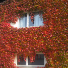 IMG_0922_JPG-1320049752