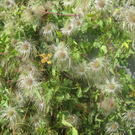 IMG_0924_JPG-1320049888