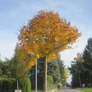 IMG_0925_JPG-1320049979