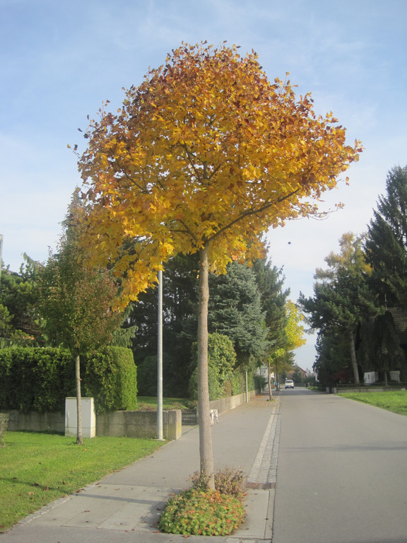 IMG_0925_JPG-1320049979