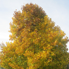 IMG_0926_JPG-1320050089