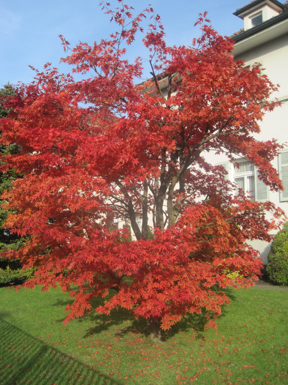 IMG_0930_JPG-1320050329