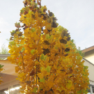 IMG_0937_JPG-1320050798