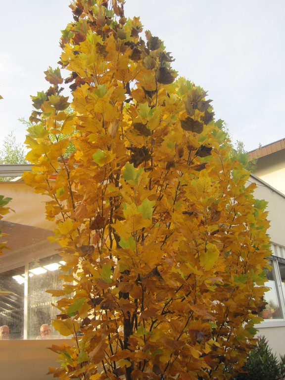 IMG_0937_JPG-1320050798