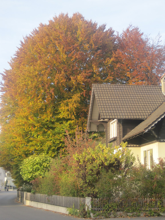 IMG_0941_JPG-1320051112