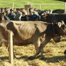 viehausstellung langengg 3_jpg-1320094476