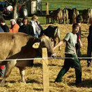 viehausstellung langengg 5_jpg-1320094499