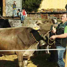 viehausstellung langengg 7_jpg-1320094519