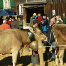 viehausstellung langengg 10_jpg-1320094597