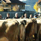 viehausstellung langengg 16_jpg-1320094939