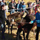 viehausstellung langengg 30_jpg-1320095439
