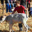 viehausstellung langengg 31_jpg-1320095479
