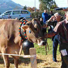 viehausstellung langengg 40_jpg-1320095778