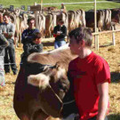 viehausstellung langengg 48_jpg-1320095955