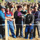 viehausstellung langengg 53_jpg-1320096161