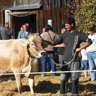 viehausstellung langengg 62_jpg-1320096486