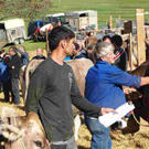 viehausstellung langengg 38_jpg-1320132799
