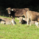 Möggers - am Riedbach entlang