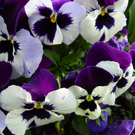 101_5938_jpg-1320271554