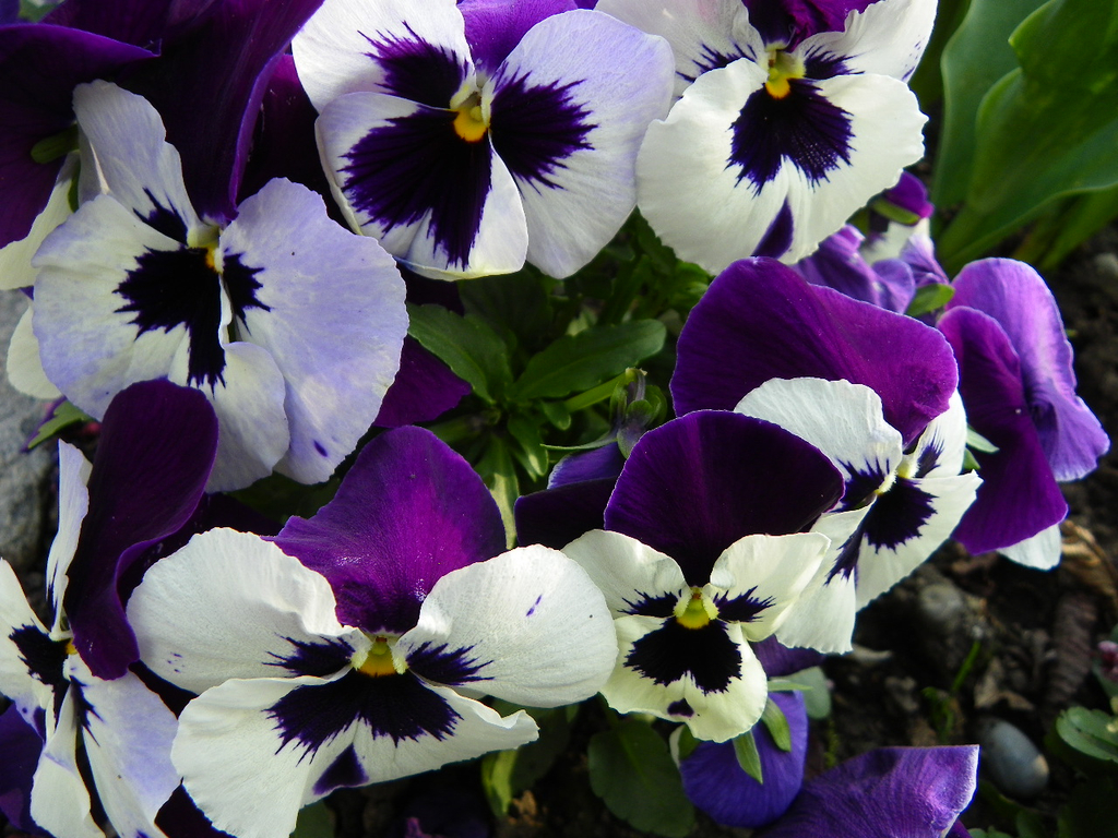 101_5938_jpg-1320271554